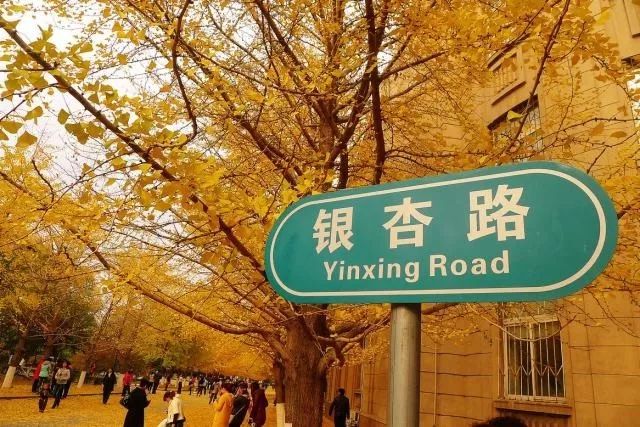 盛京秋韻丨去這里，看銀杏！