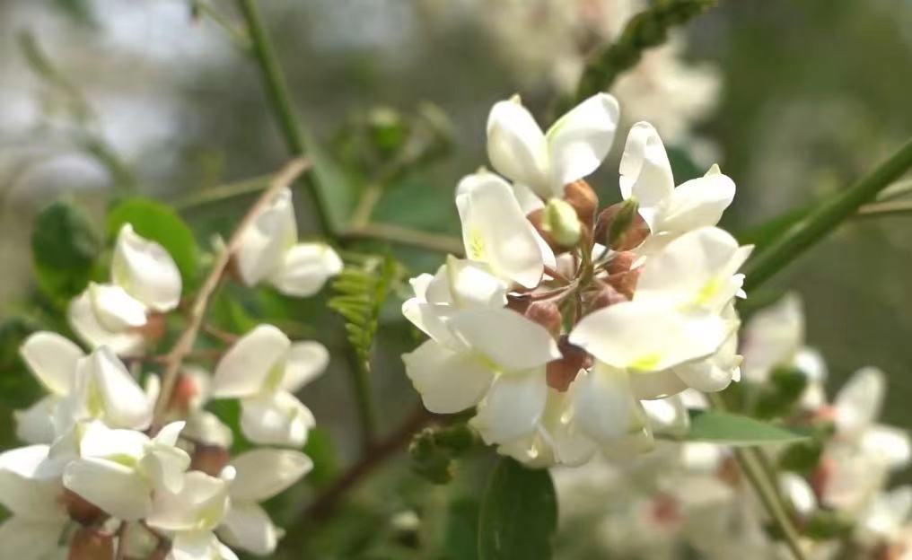 聚焦 聚焦 聚焦丨渾南祝家「首屆槐花節(jié)」來(lái)襲！快到我的“槐”里來(lái)！