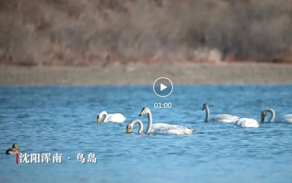 哪里環(huán)境好，鳥兒最知道！這里群鳥翔鳴！