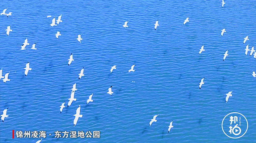 航拍錦州凌海東方華地城濕地公園