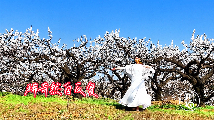 渾南祝家千畝杏花要開(kāi)了！約嗎？